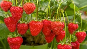 khasiat buah strawberi